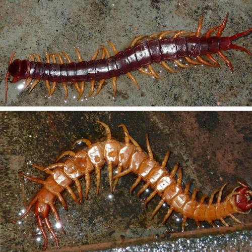 Scolopendra dehaani